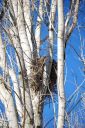 greathorned-owl-nest3~0.jpg
