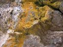 lichen_basaltd~0.jpg
