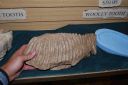 wooly-mammoth-tooth2.jpg