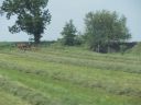 Amish_field_with_farmer.jpg